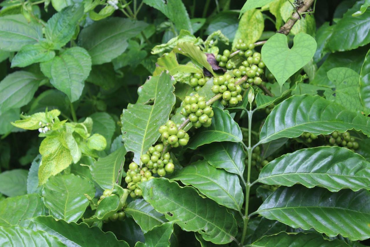 Whistling Woods Farm Stay Kushālnagar Exteriör bild