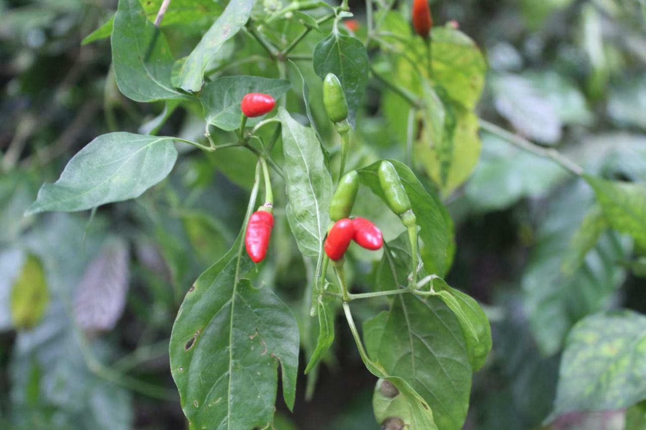 Whistling Woods Farm Stay Kushālnagar Exteriör bild