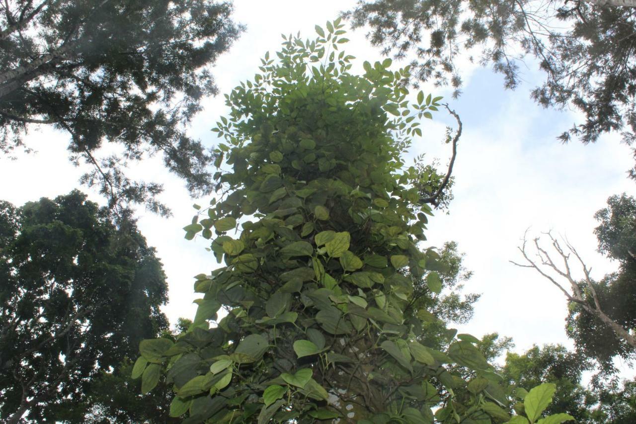 Whistling Woods Farm Stay Kushālnagar Exteriör bild